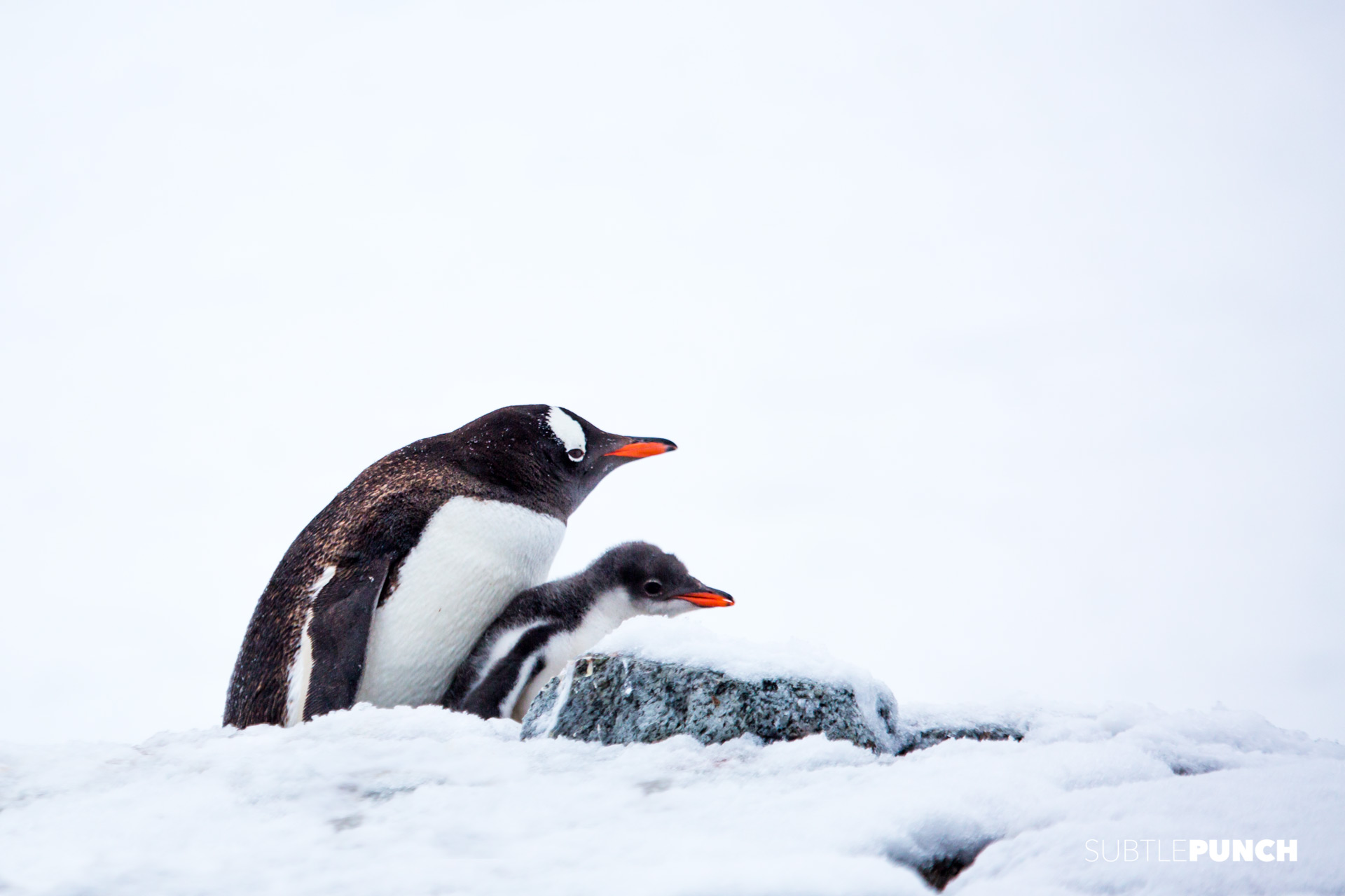 Antarctica gallery preview